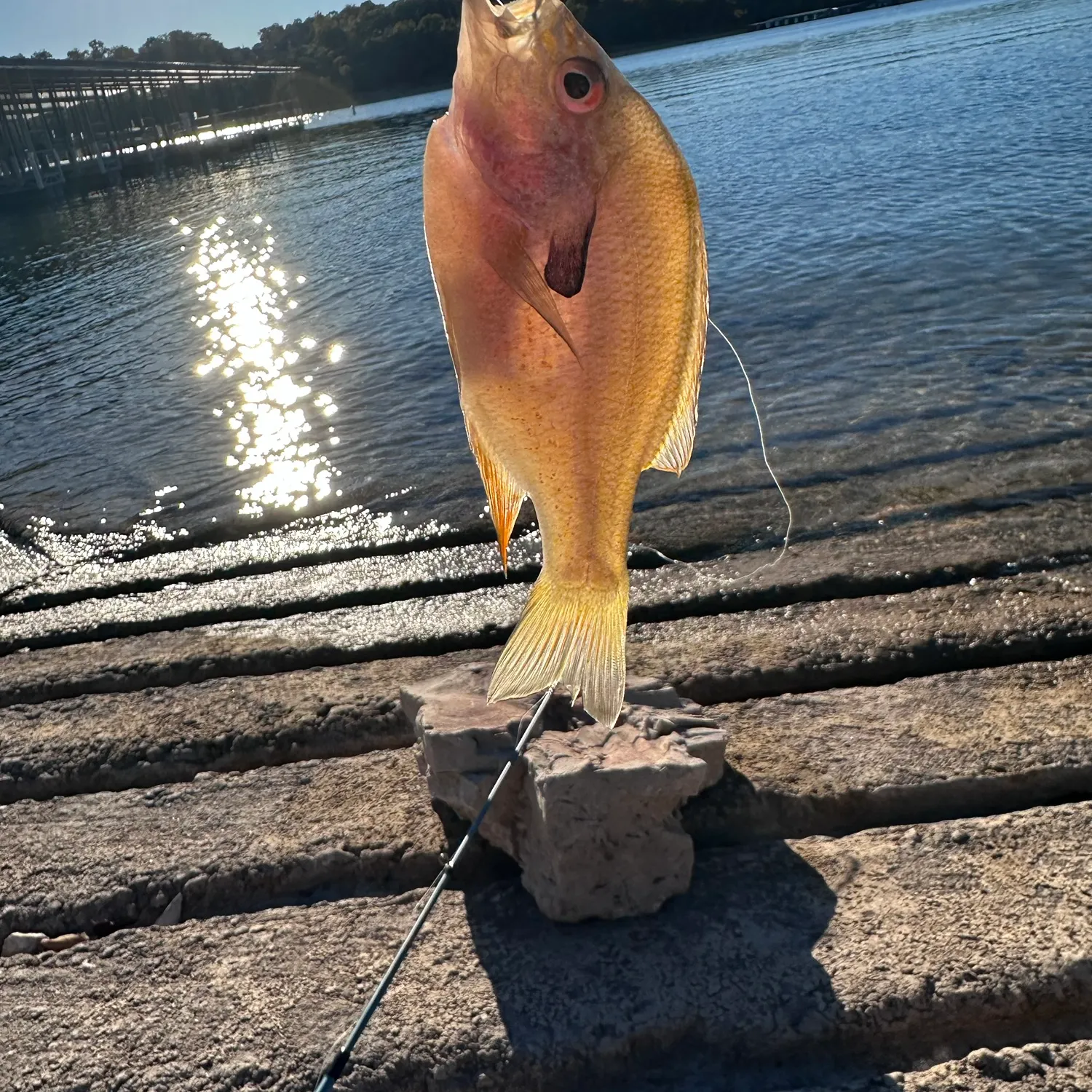 Redbreast sunfish caught on Fishbrain