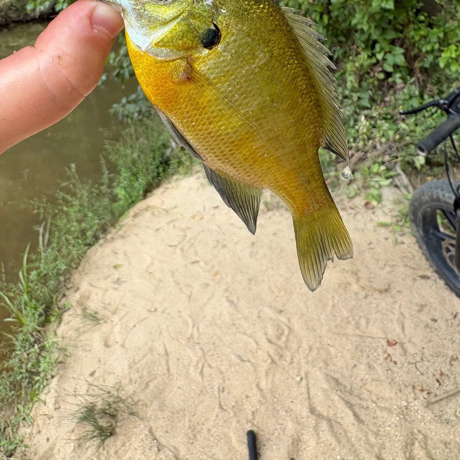Bluegill caught on Fishbrain