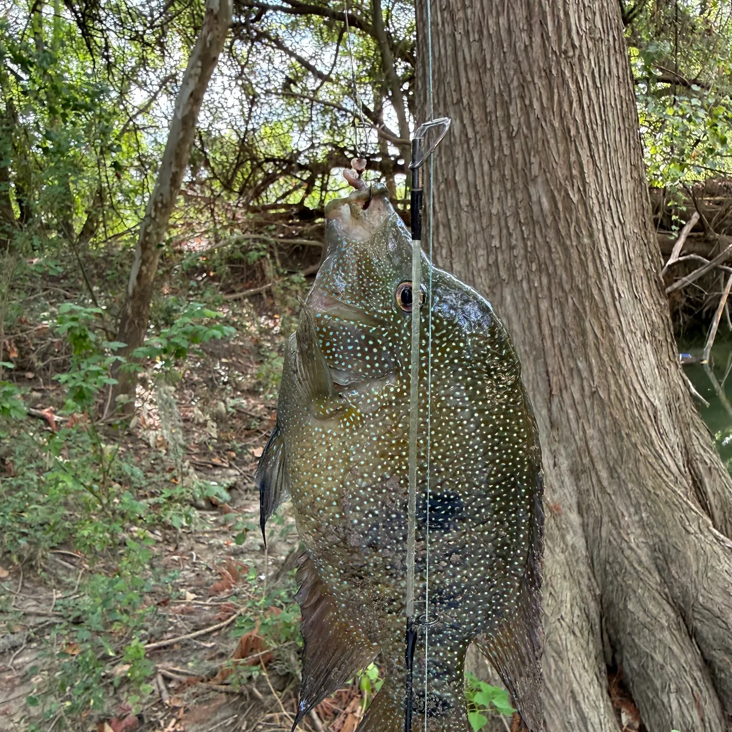 Rio Grande cichlid caught on Fishbrain