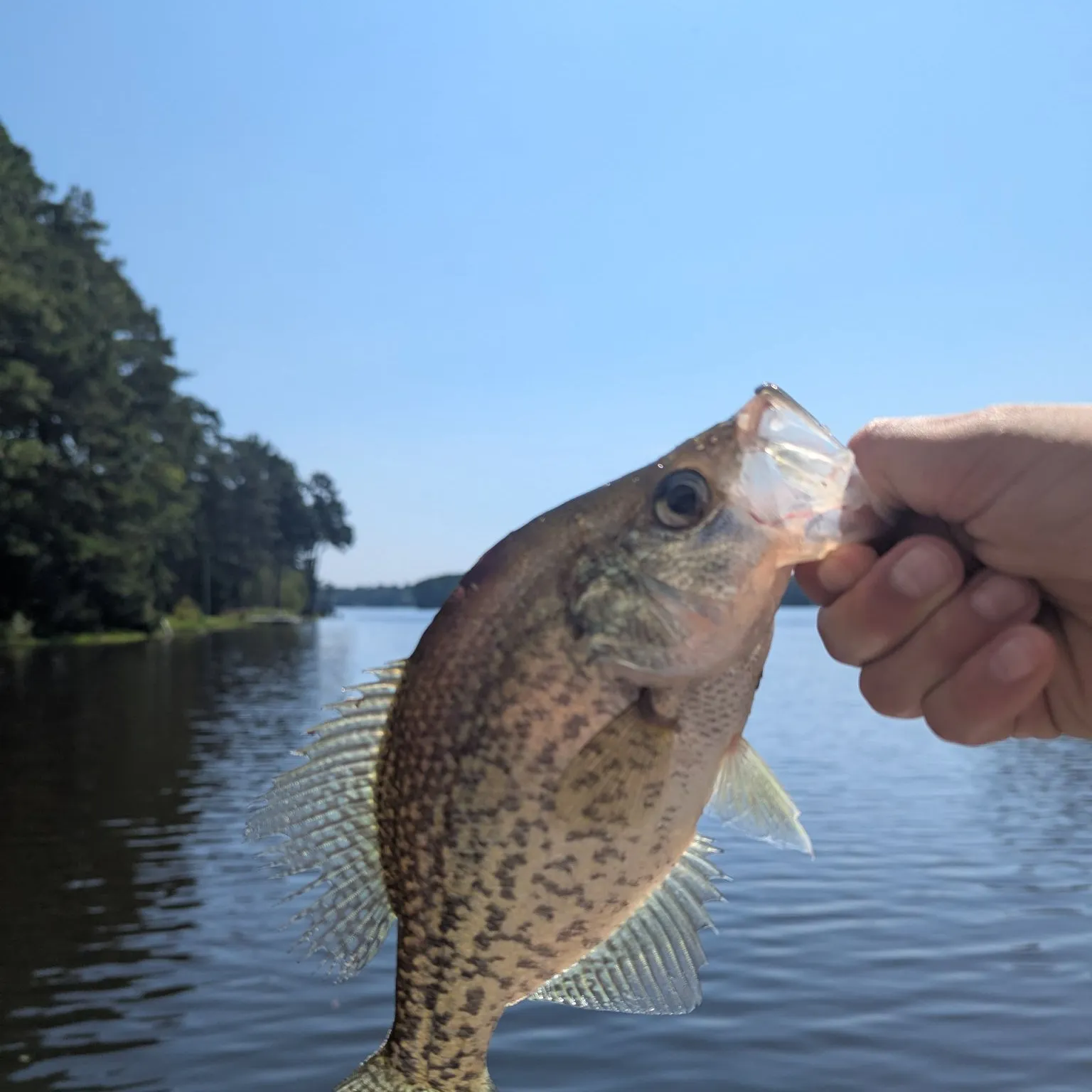 Black crappie caught on Fishbrain