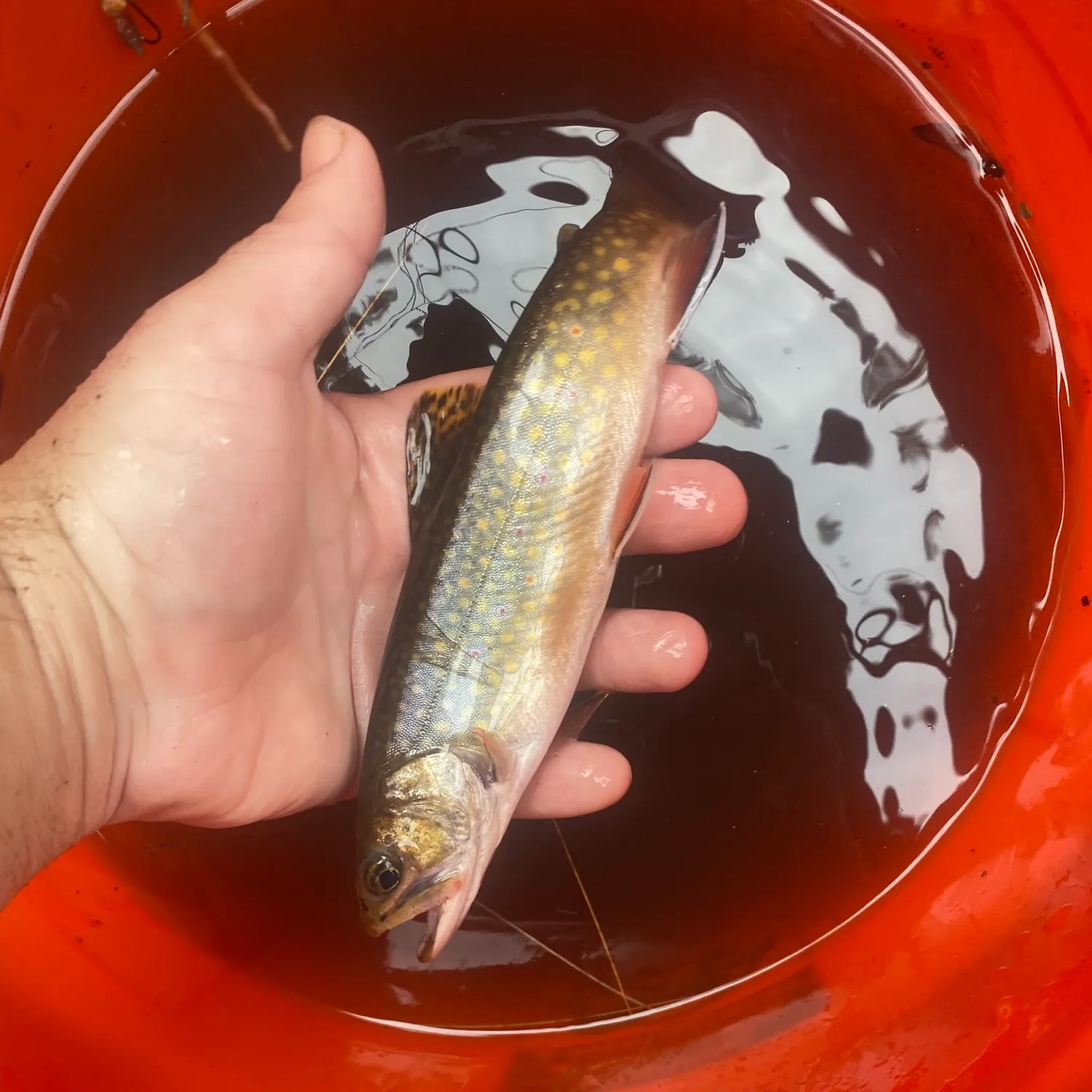 Brook trout caught on Fishbrain
