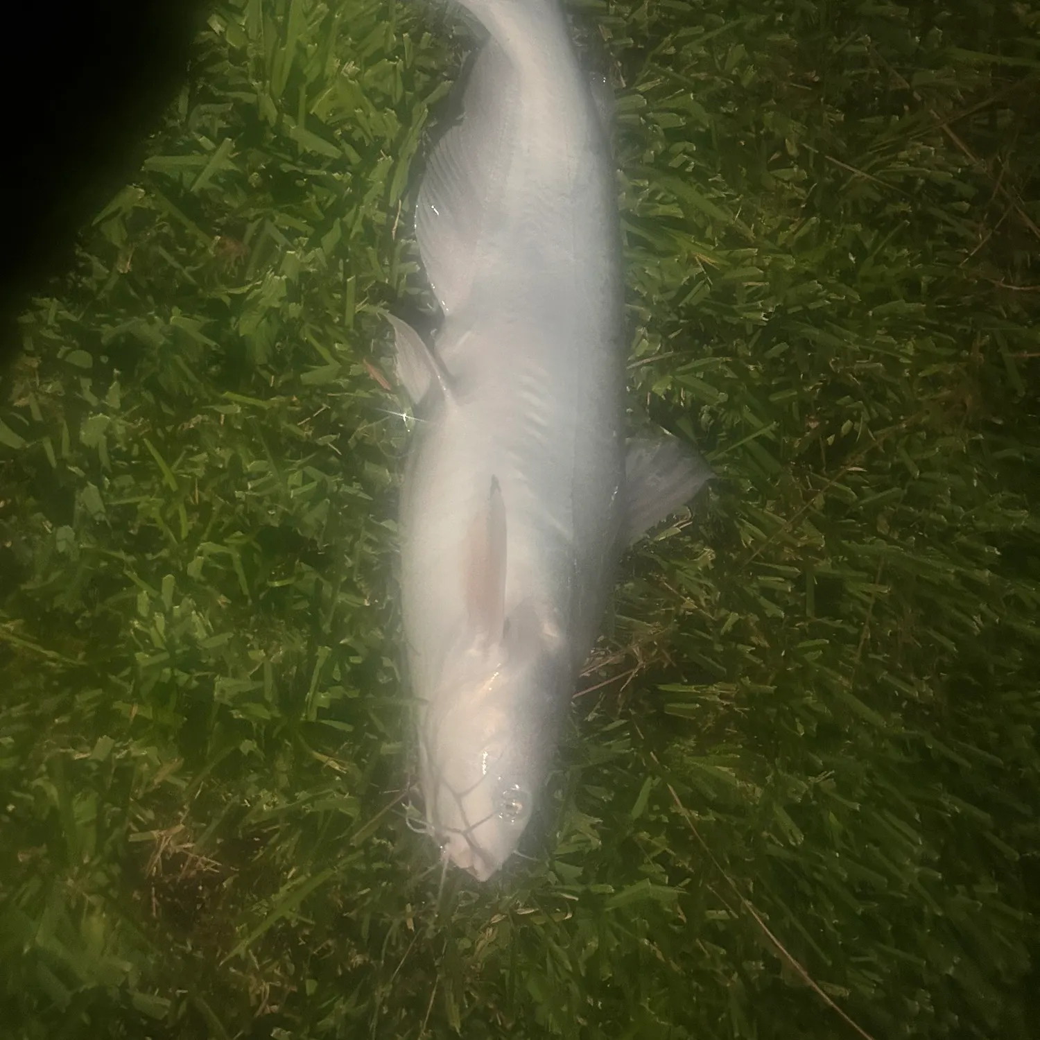 Blue catfish caught on Fishbrain