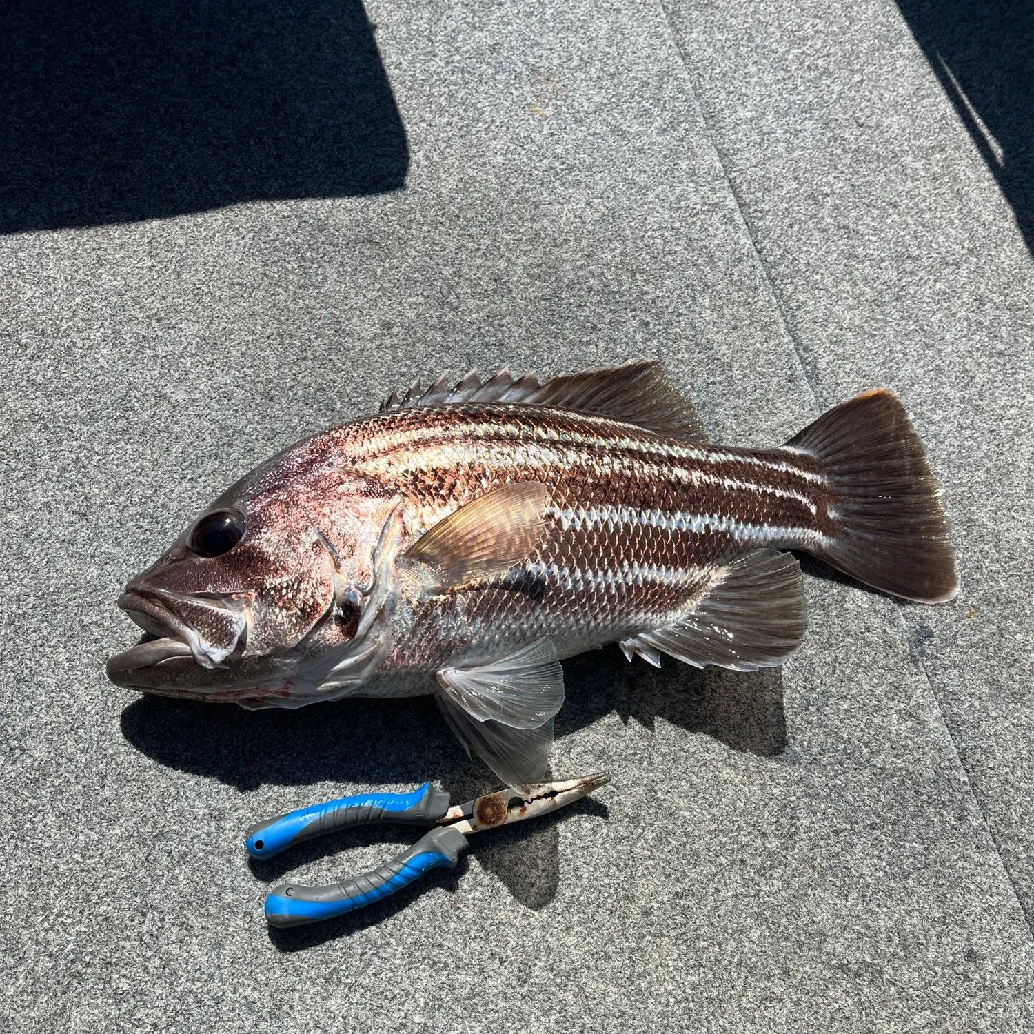 The most recent Westralian jewfish catches on Fishbrain