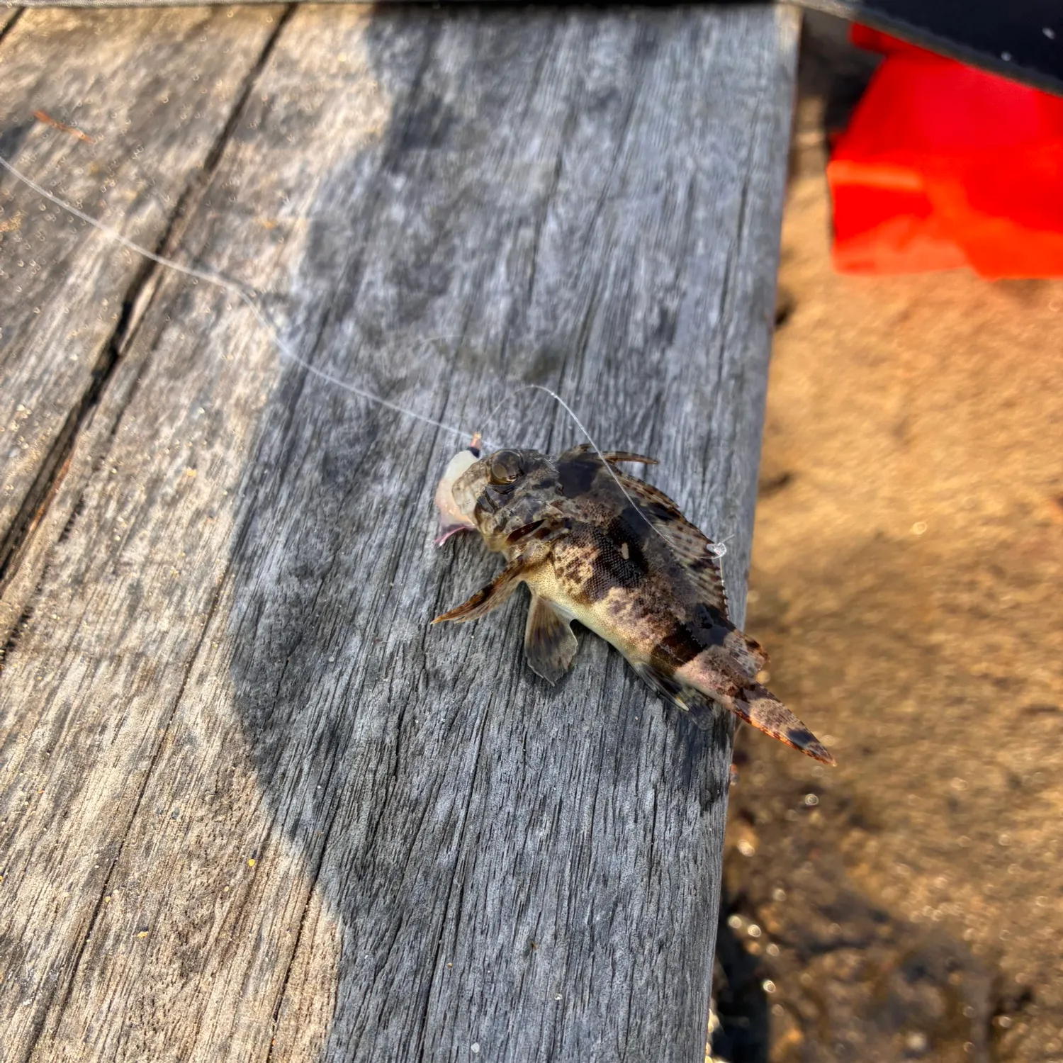 The most recent Eastern kelpfish catches on Fishbrain