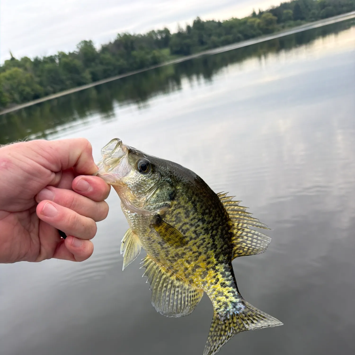 Black crappie caught on Fishbrain