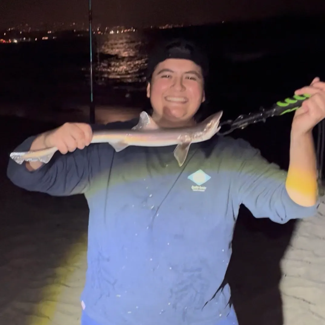 The most recent Grey smooth-hound catches on Fishbrain