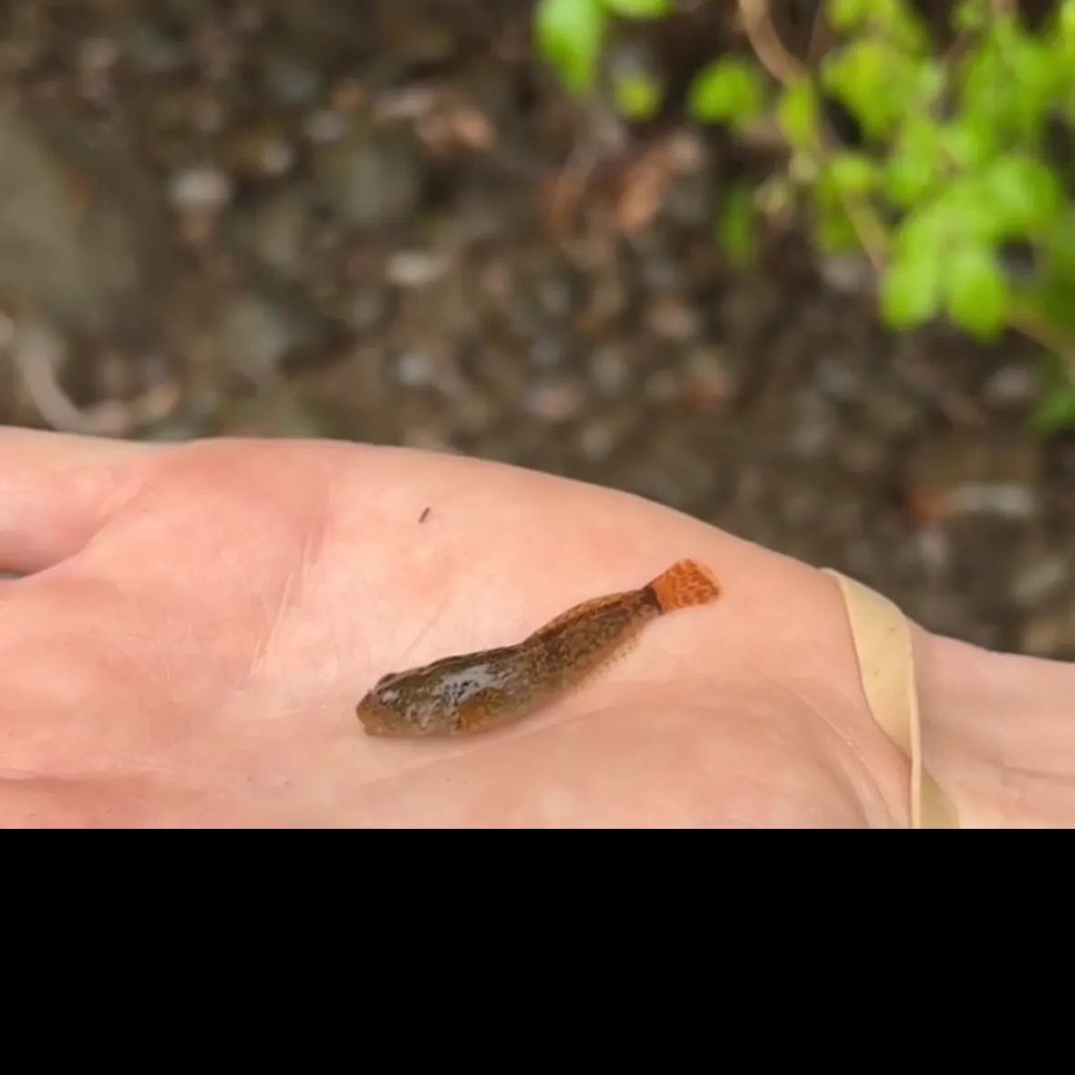 The most recent Slimy sculpin catches on Fishbrain