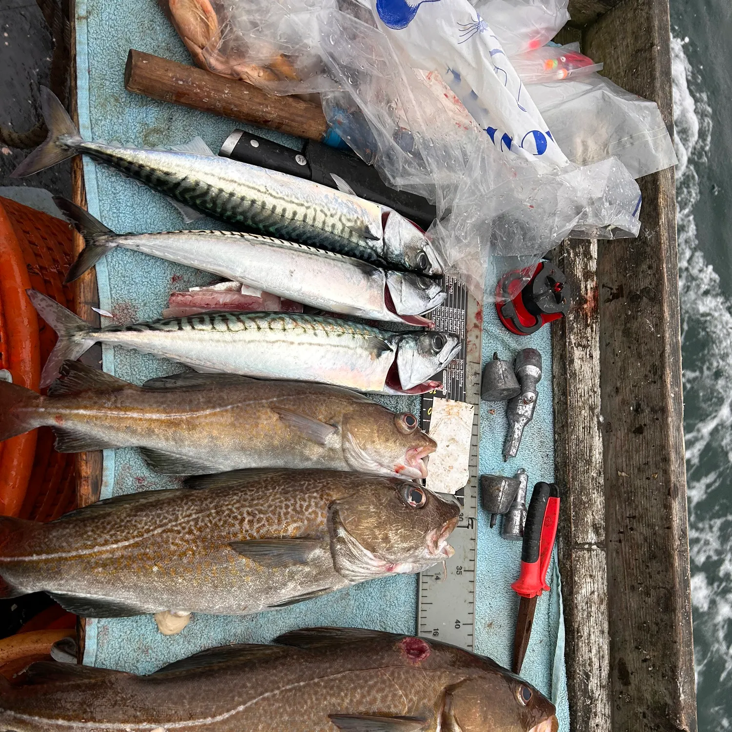 recently logged catches