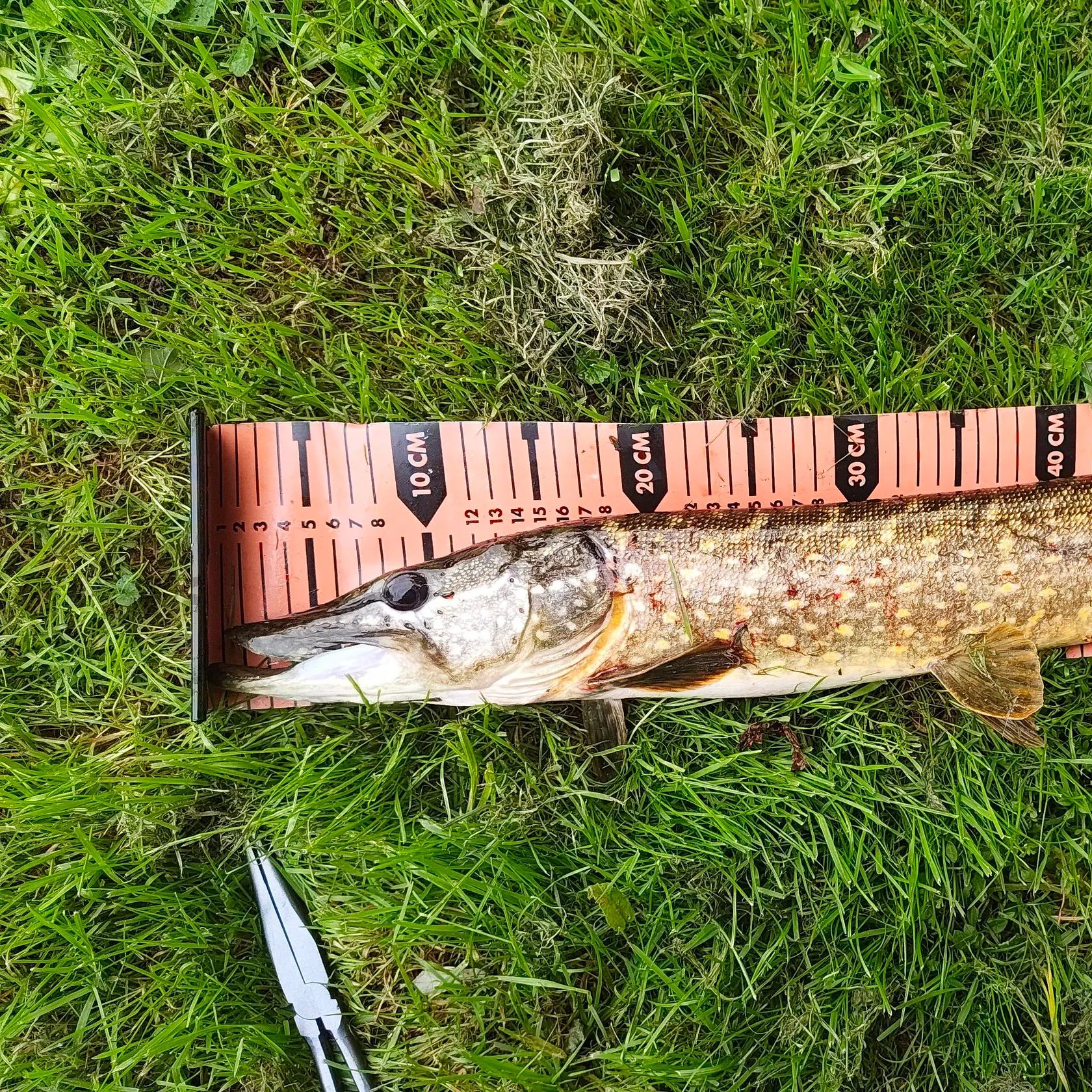 Northern pike caught on Fishbrain