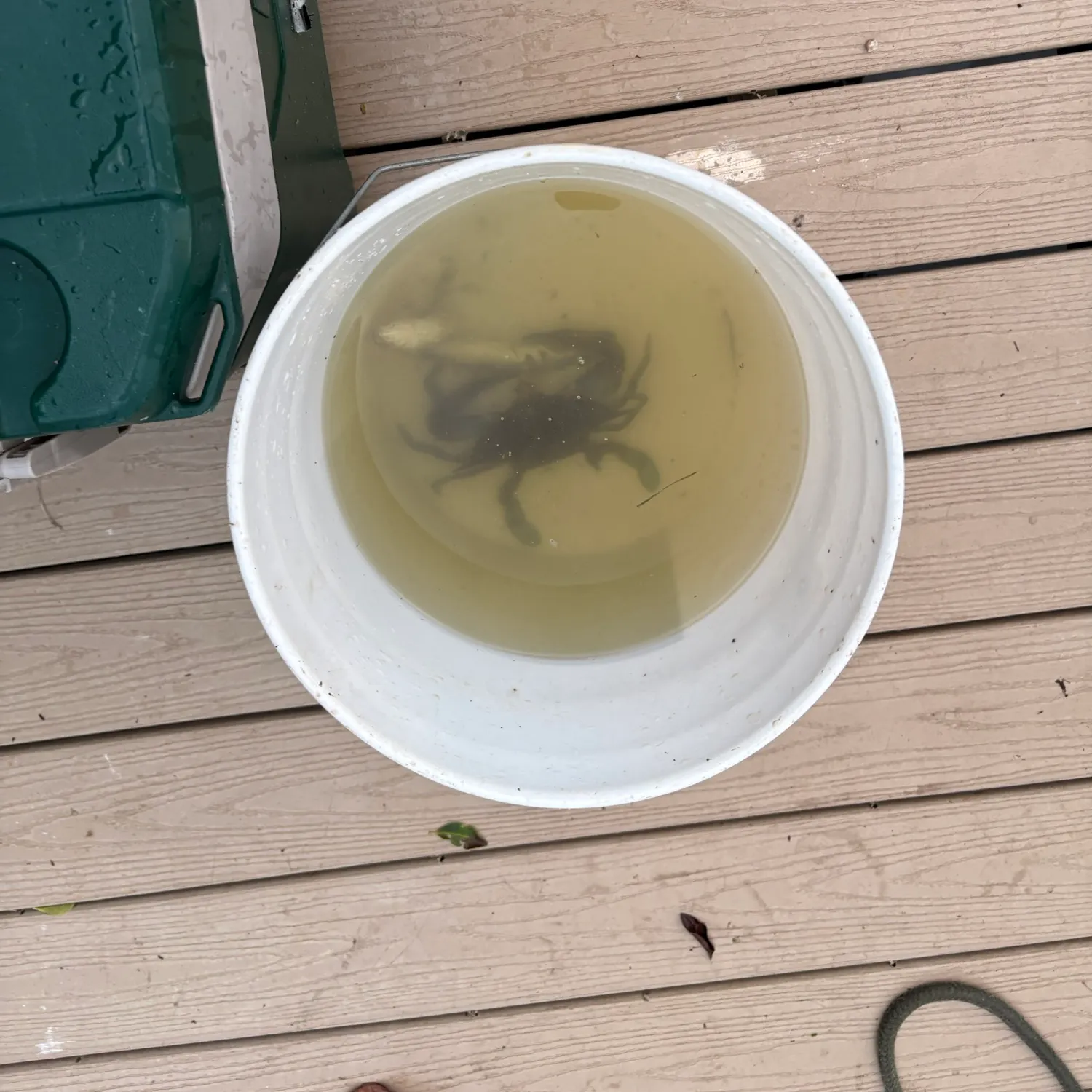 The most recent Blue crab catches on Fishbrain