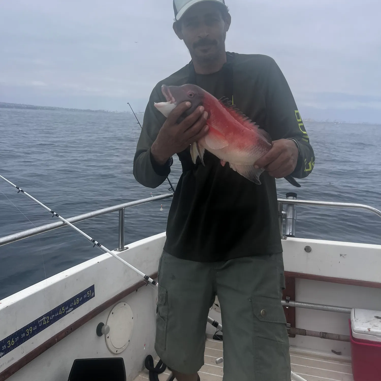California sheephead caught on Fishbrain
