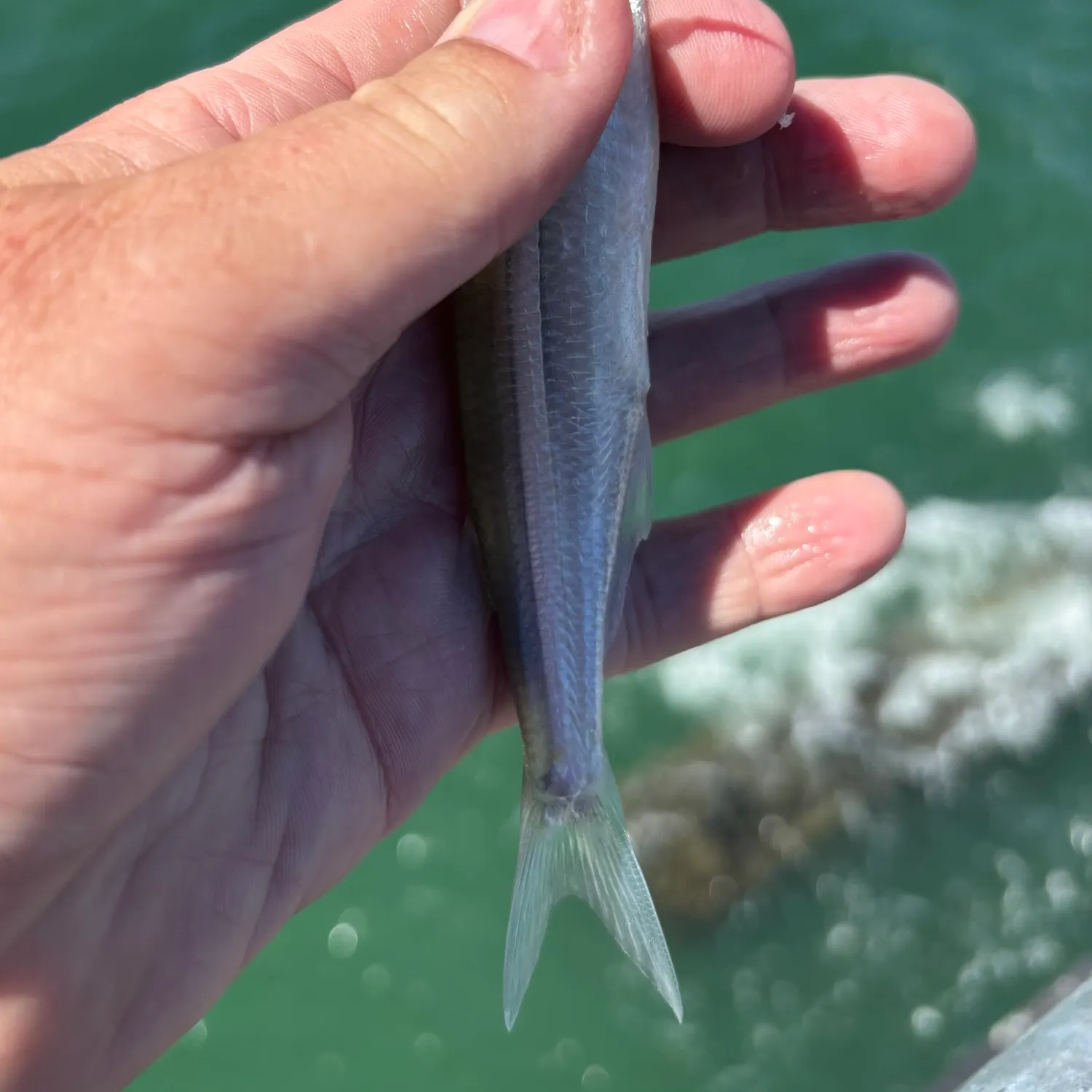 Topsmelt silverside caught on Fishbrain