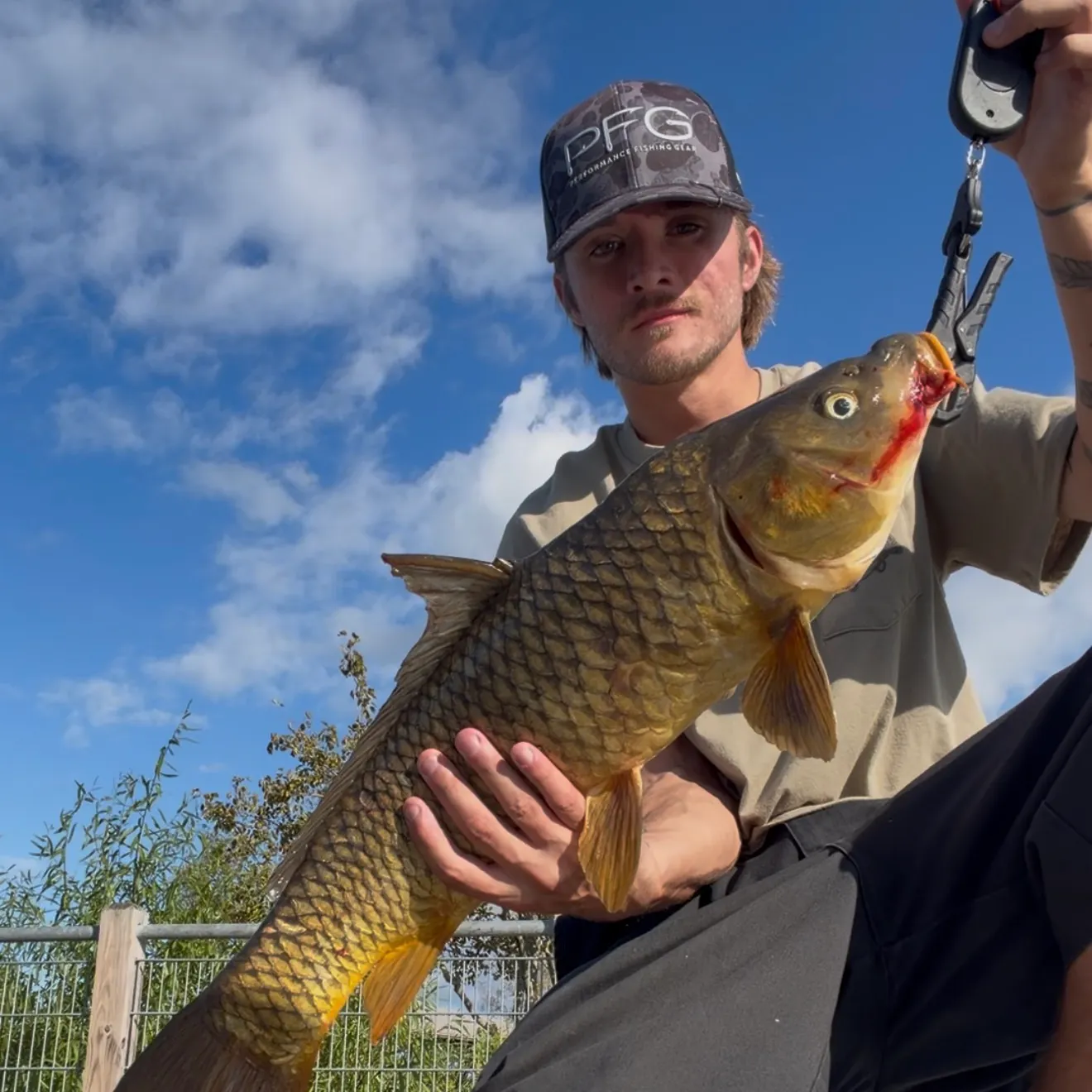 Common carp caught on Fishbrain