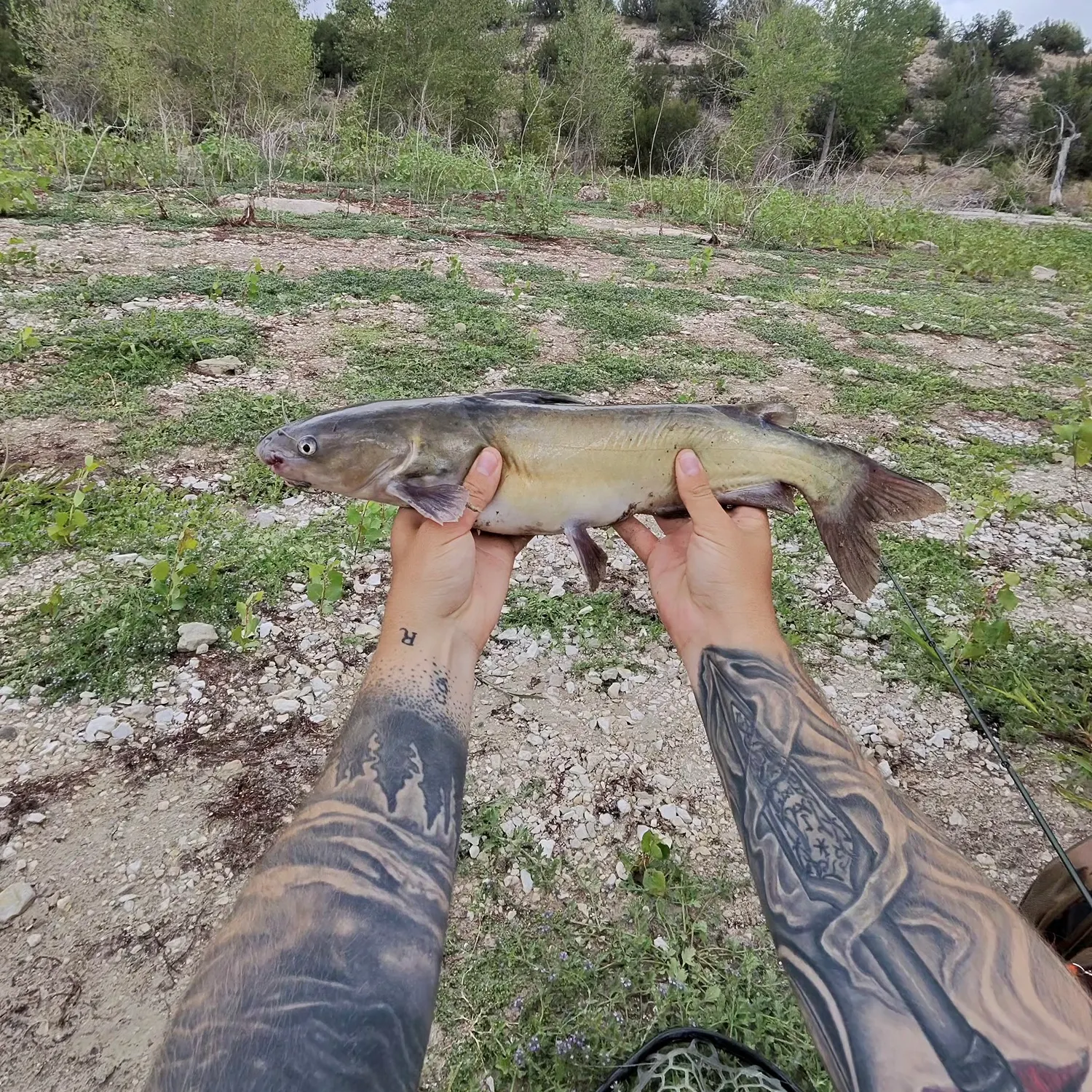 Channel catfish caught on Fishbrain