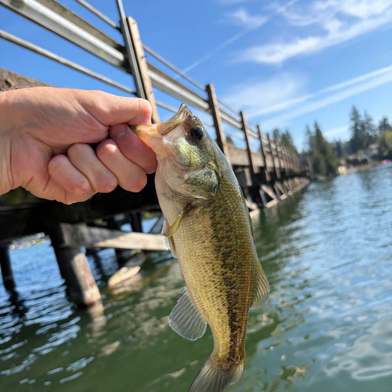 Largemouth bass caught on Fishbrain