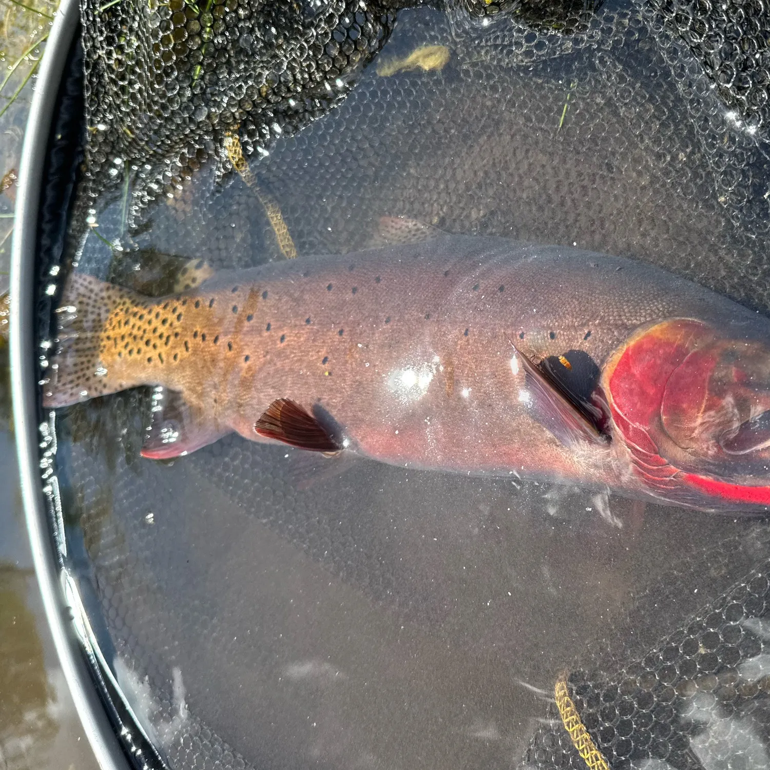 The most recent Bonneville cutthroat trout catches on Fishbrain