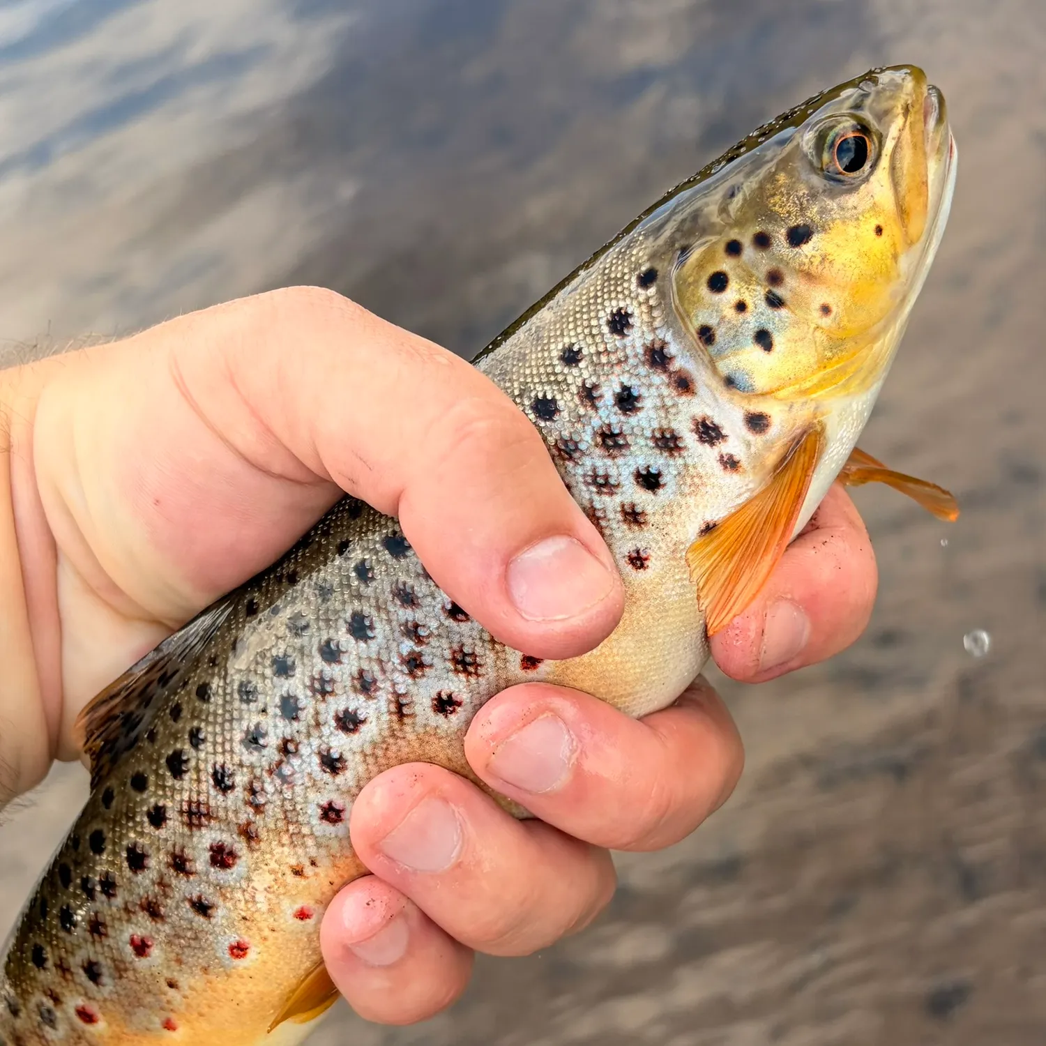 Brown trout caught on Fishbrain