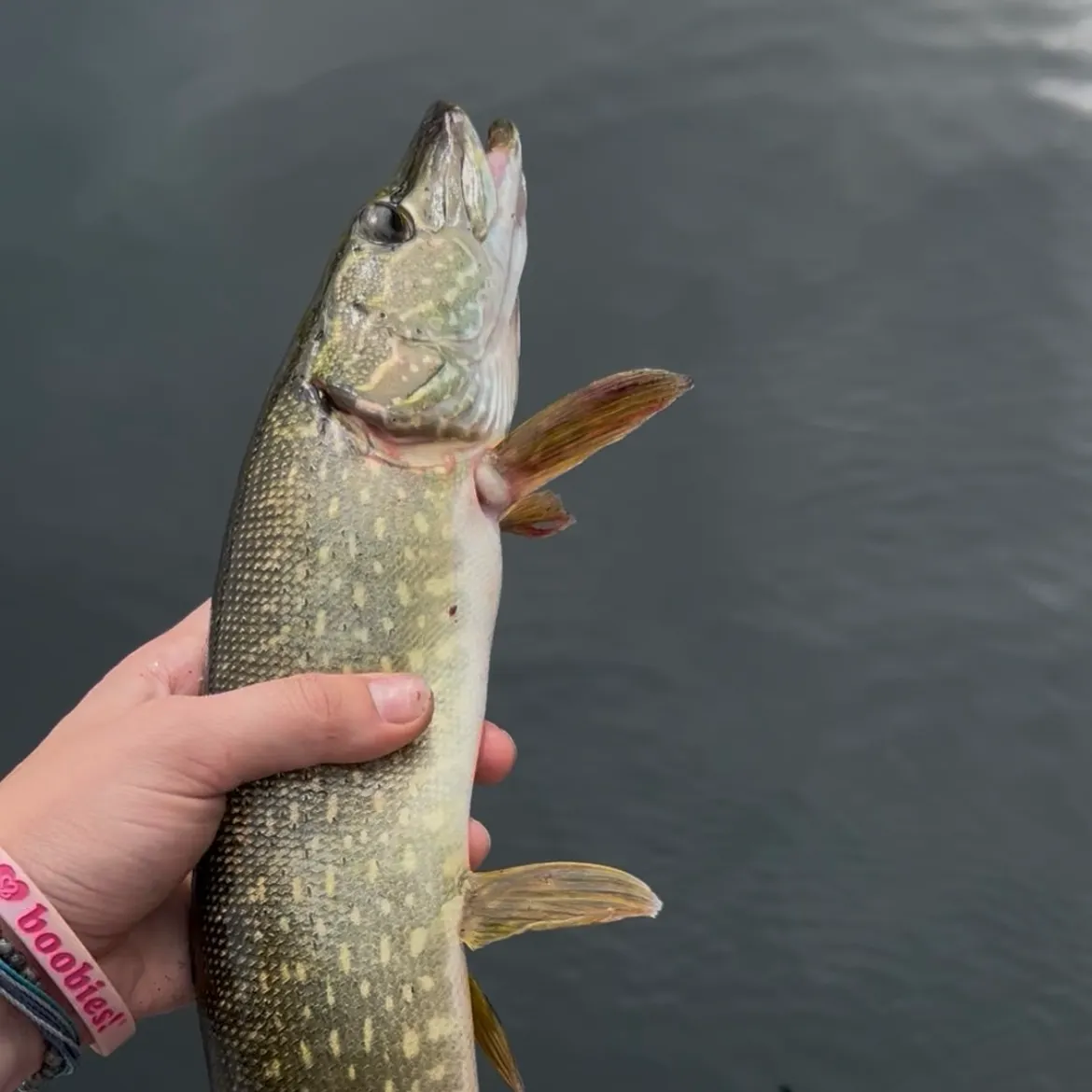 Northern pike caught on Fishbrain