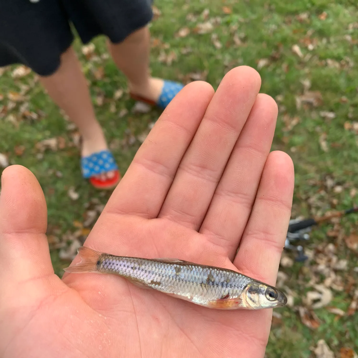 The most recent Bluntnose minnow catches on Fishbrain