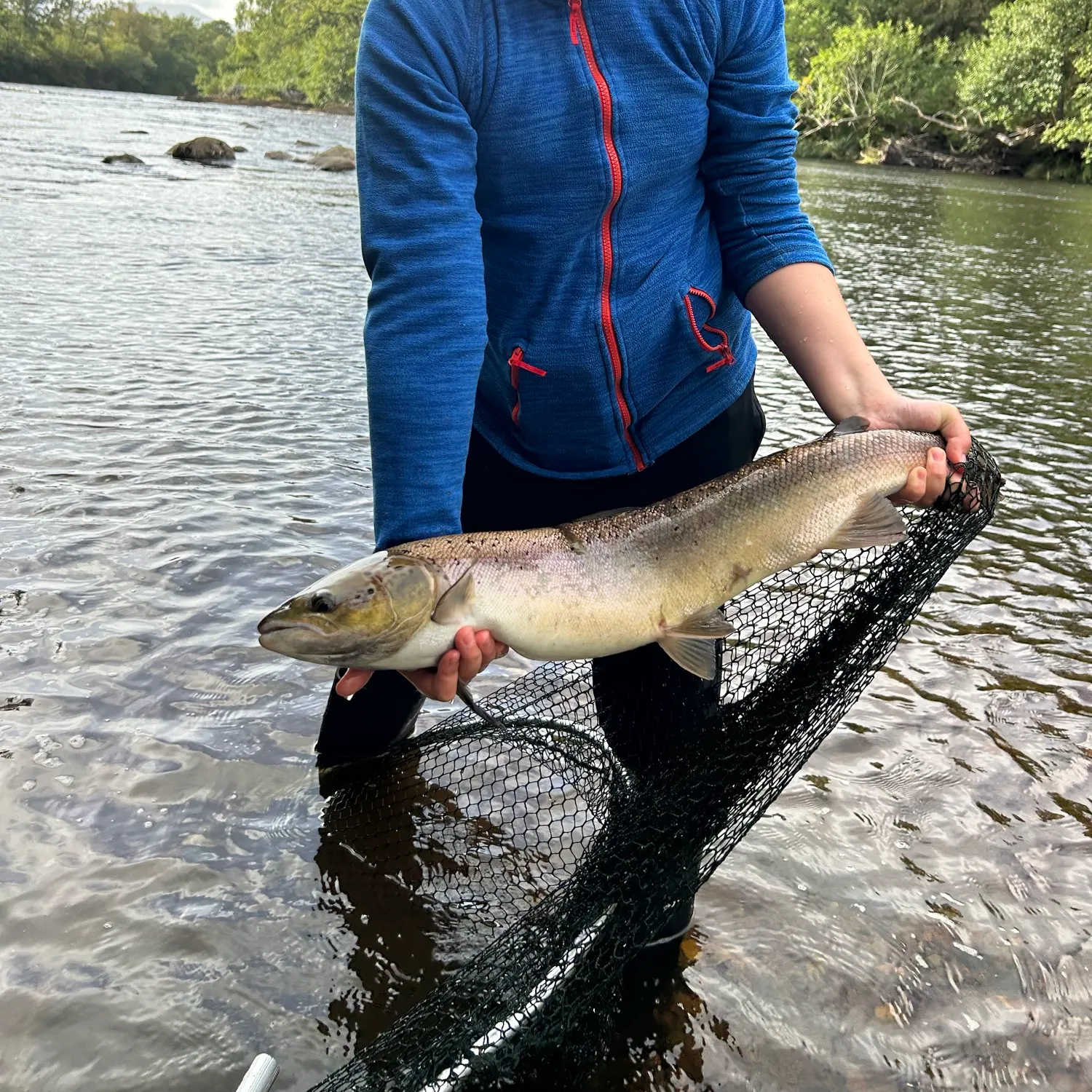 Atlantic salmon caught on Fishbrain