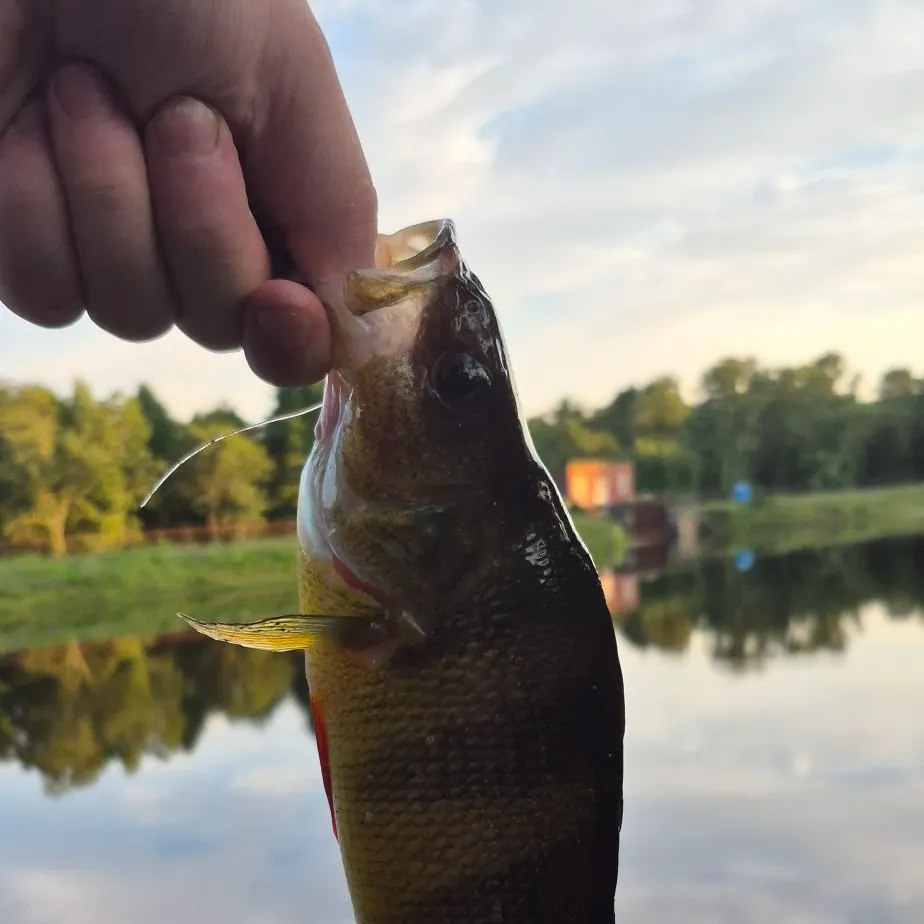 Yellow perch caught on Fishbrain