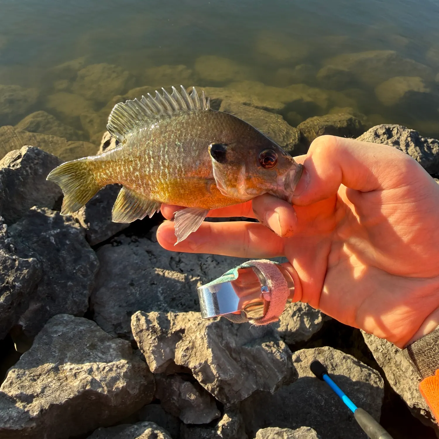 Greengill hybrid caught on Fishbrain