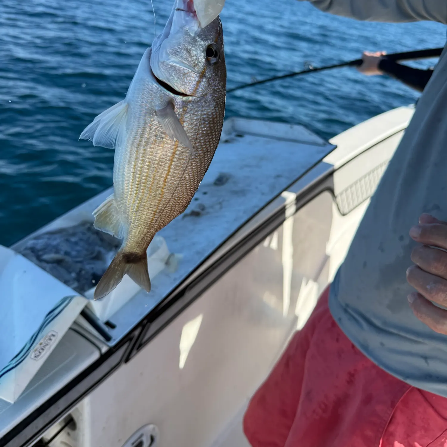White grunt caught on Fishbrain