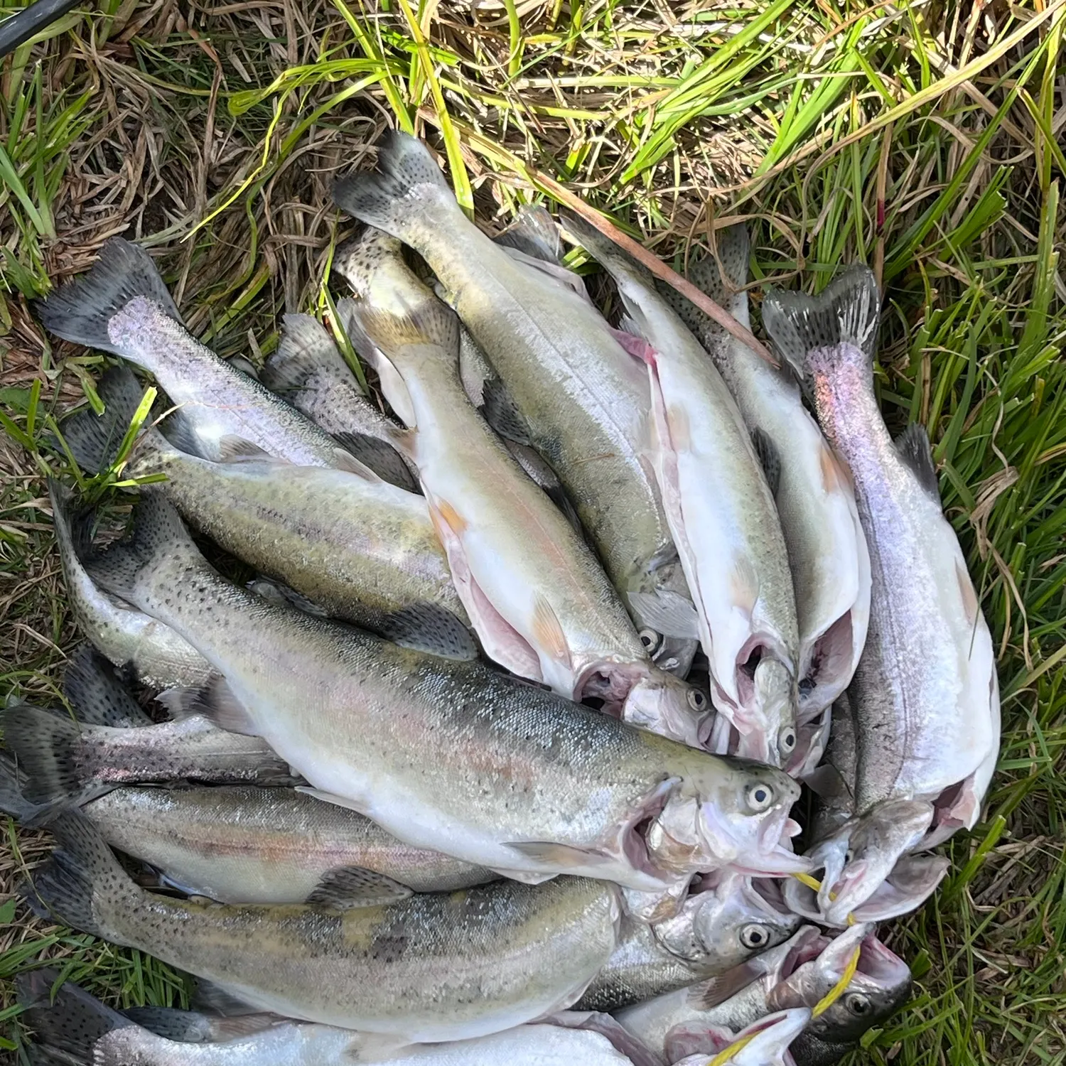 Rainbow trout caught on Fishbrain