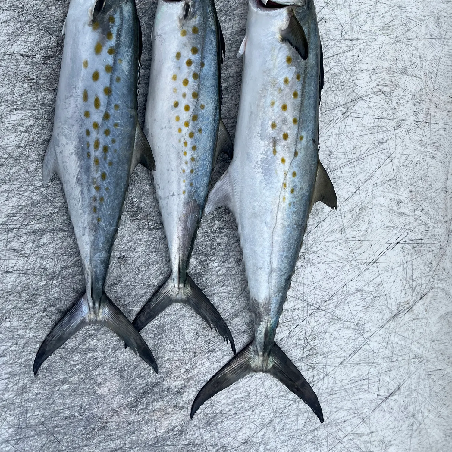The most recent Spanish mackerel catches on Fishbrain