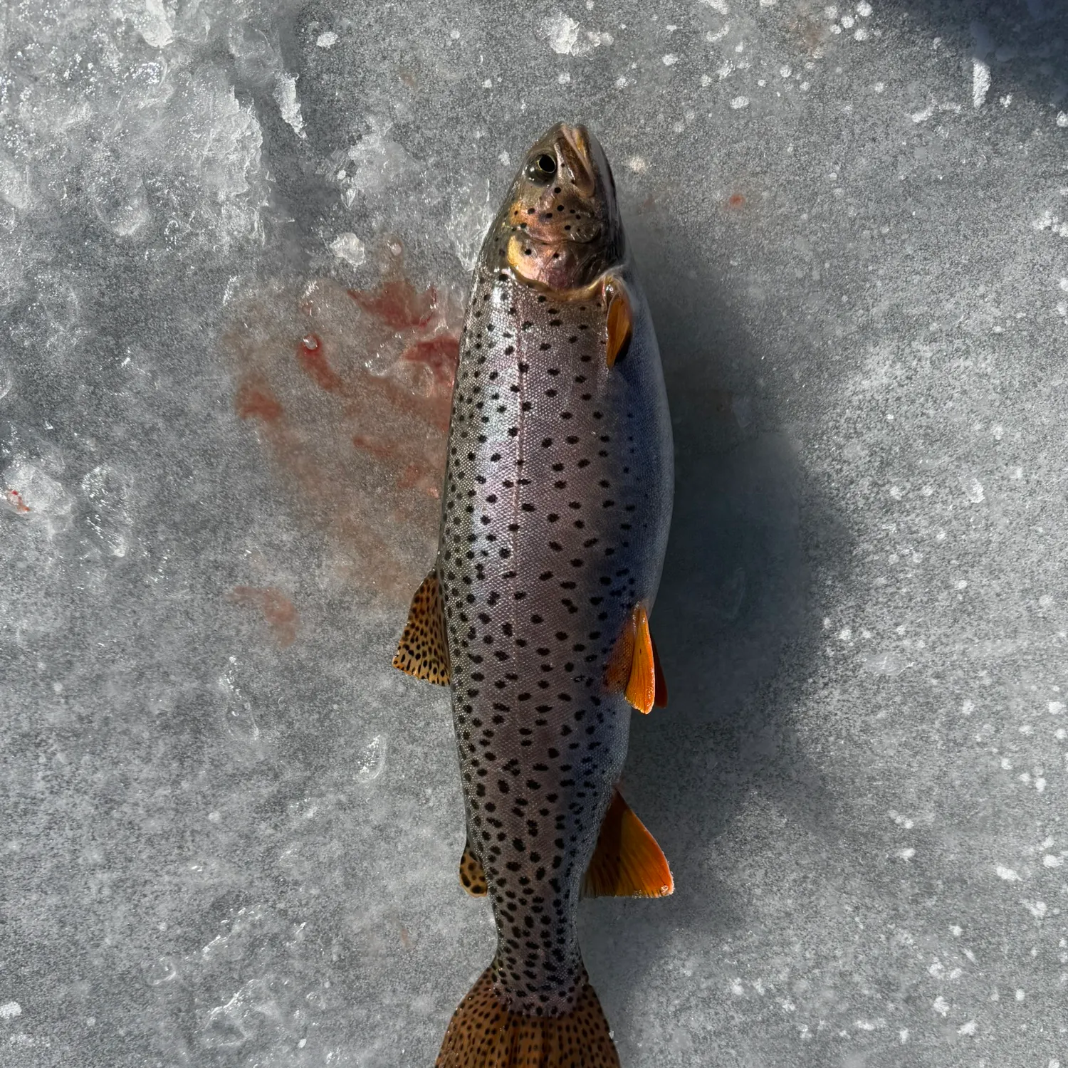 The most recent Cutthroat trout catches on Fishbrain