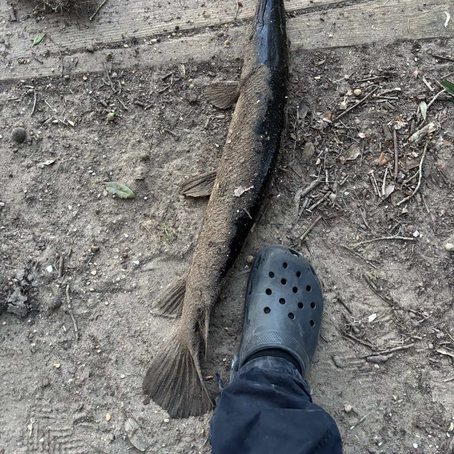 Alligator gar caught on Fishbrain