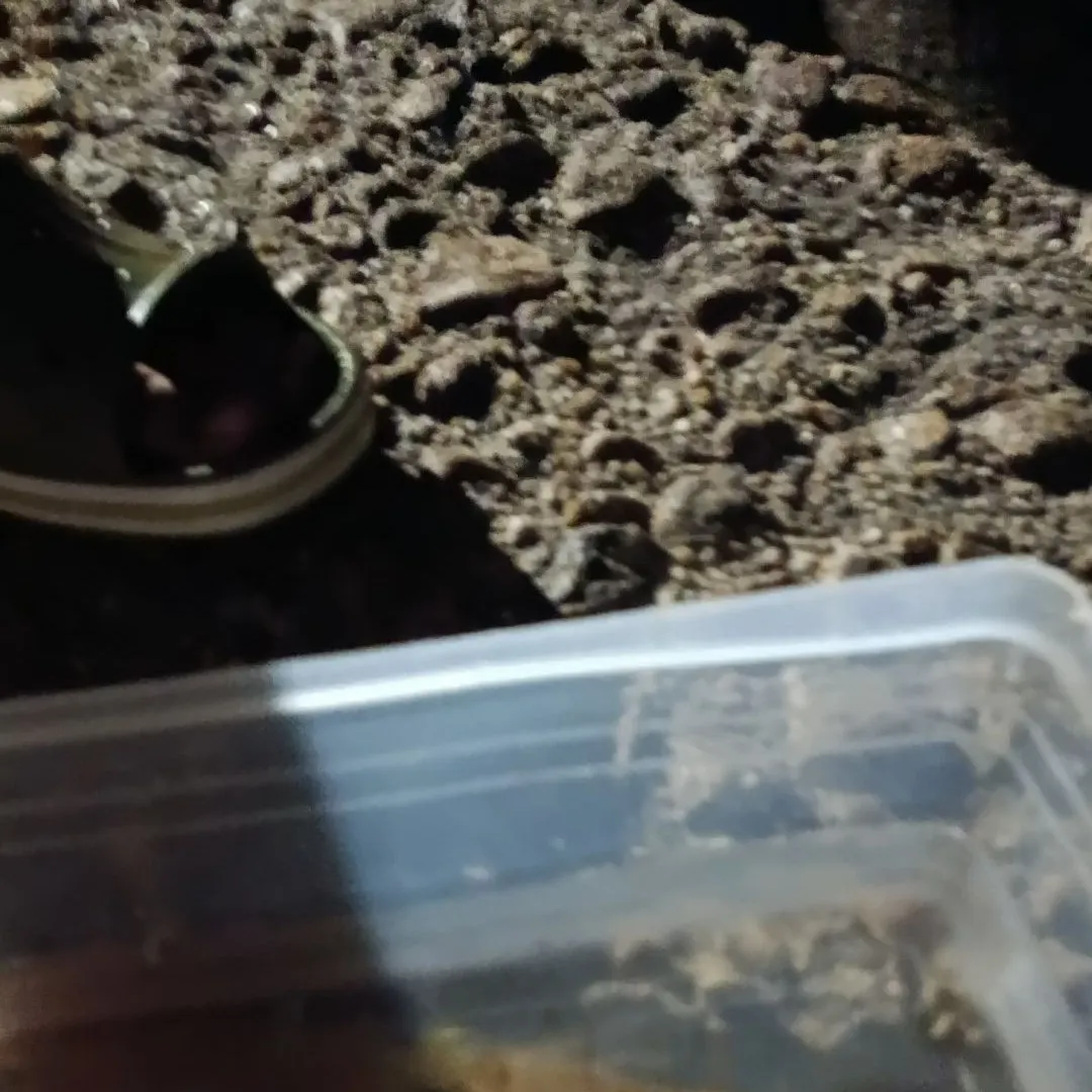 Southern calamari caught on Fishbrain