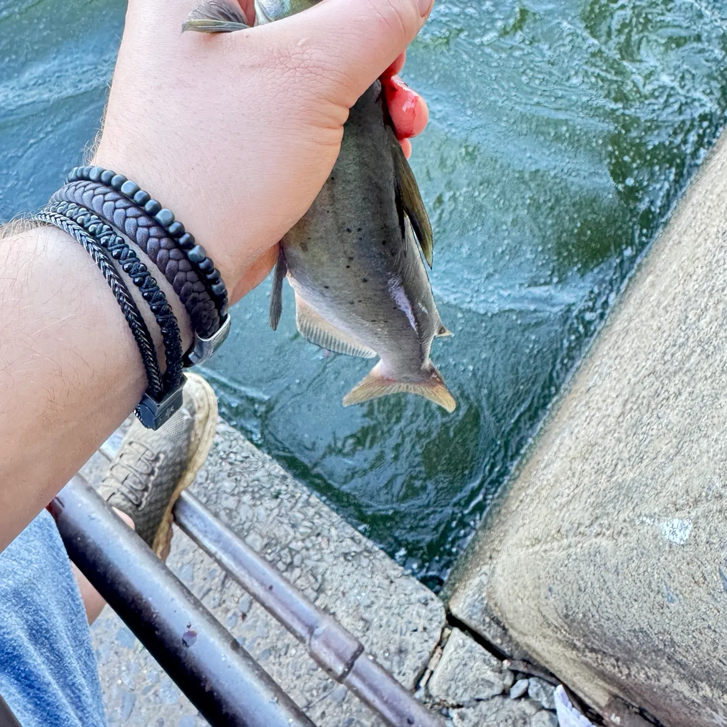 Channel catfish caught on Fishbrain