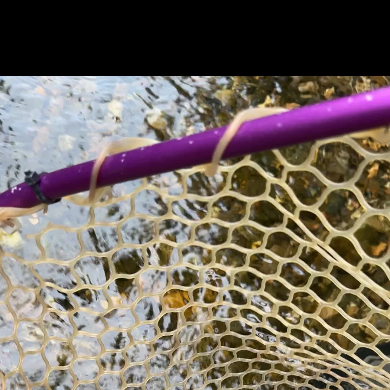 Rainbow trout caught on Fishbrain