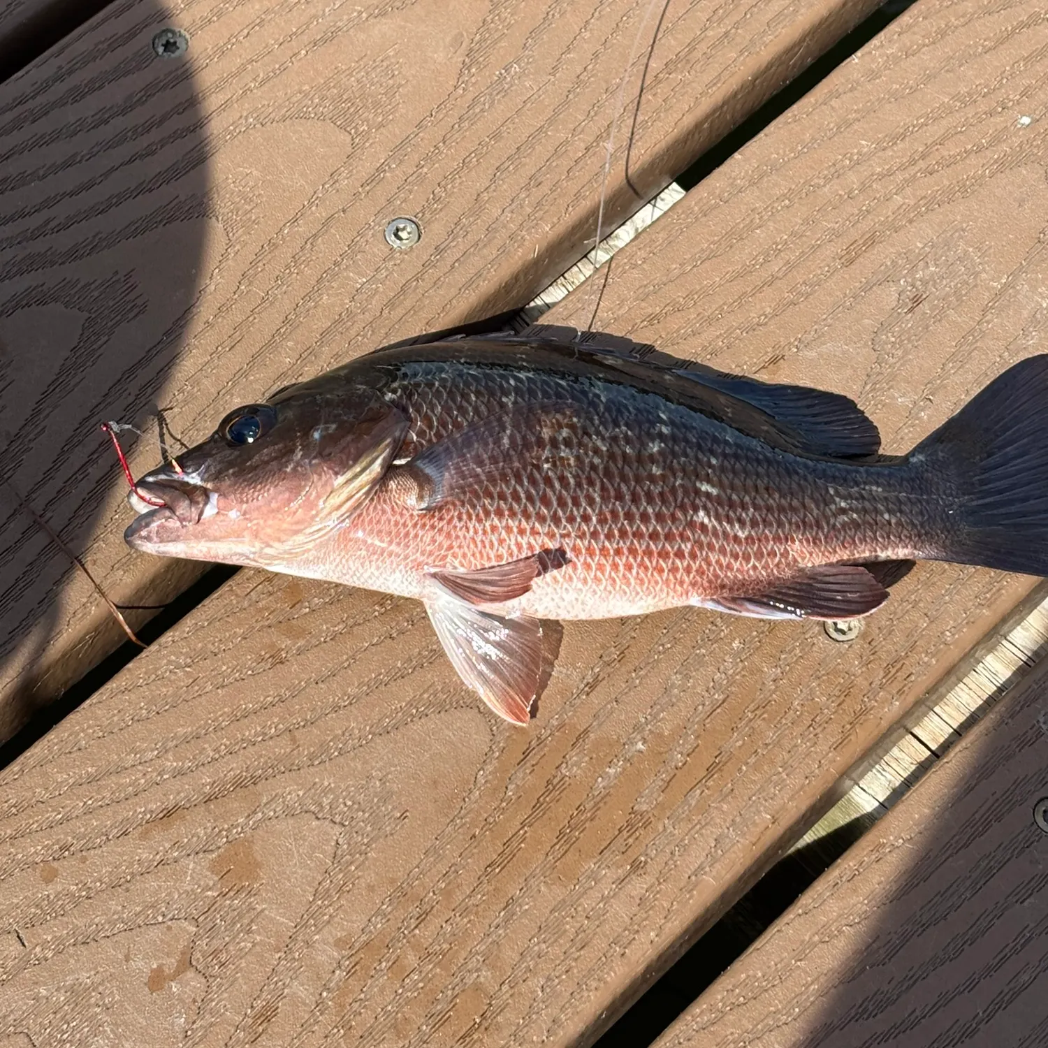 Mangrove snapper caught on Fishbrain