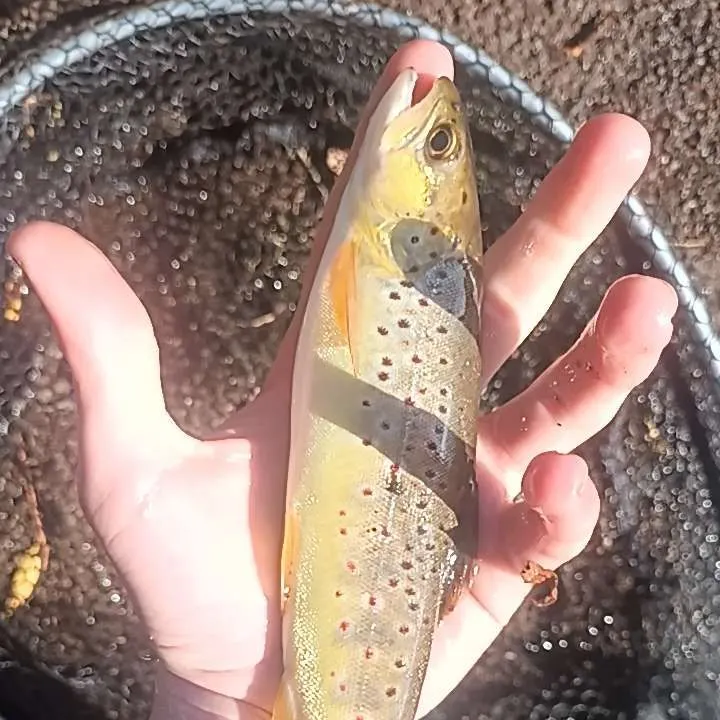 Brown trout caught on Fishbrain