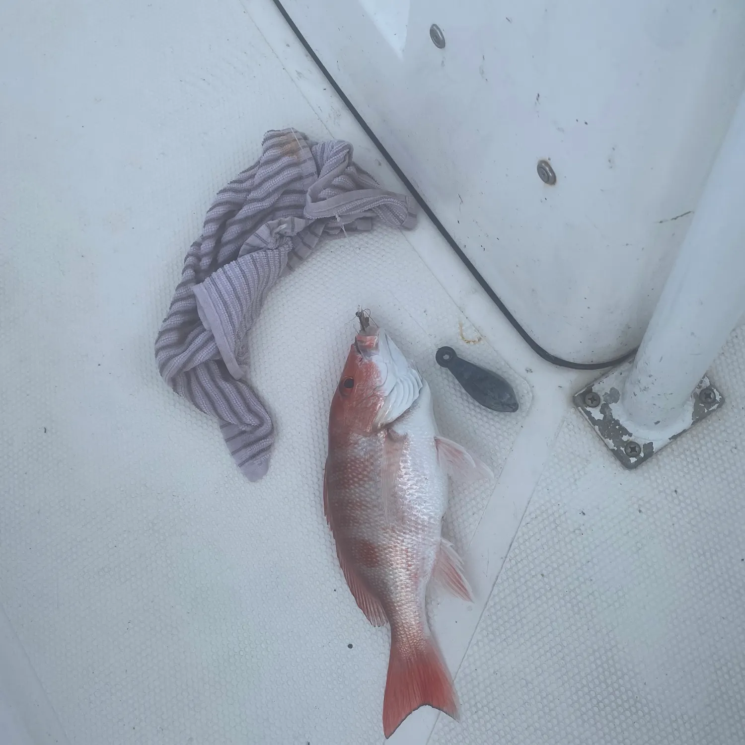 The most recent Vermilion snapper catches on Fishbrain