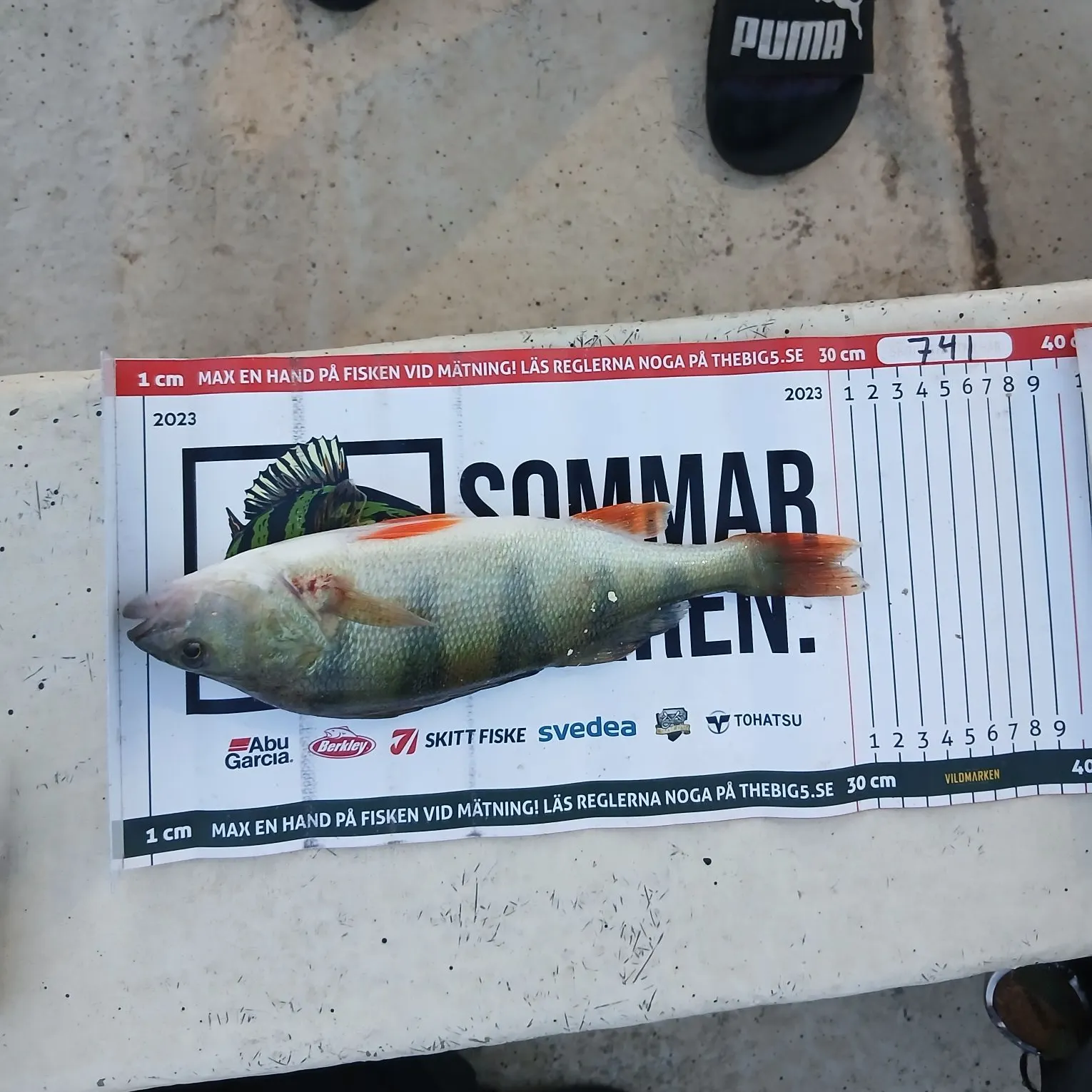 European perch caught on Fishbrain