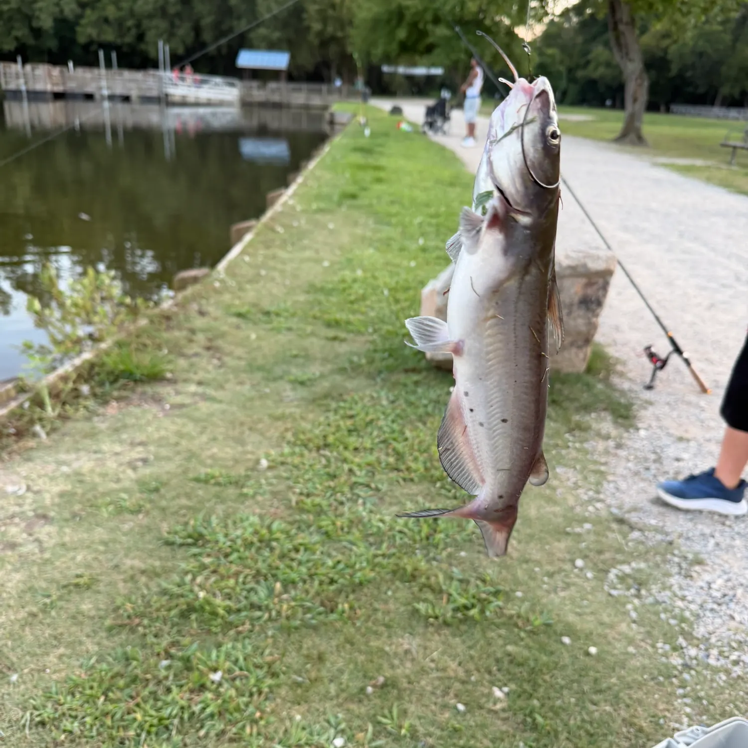 Channel catfish caught on Fishbrain