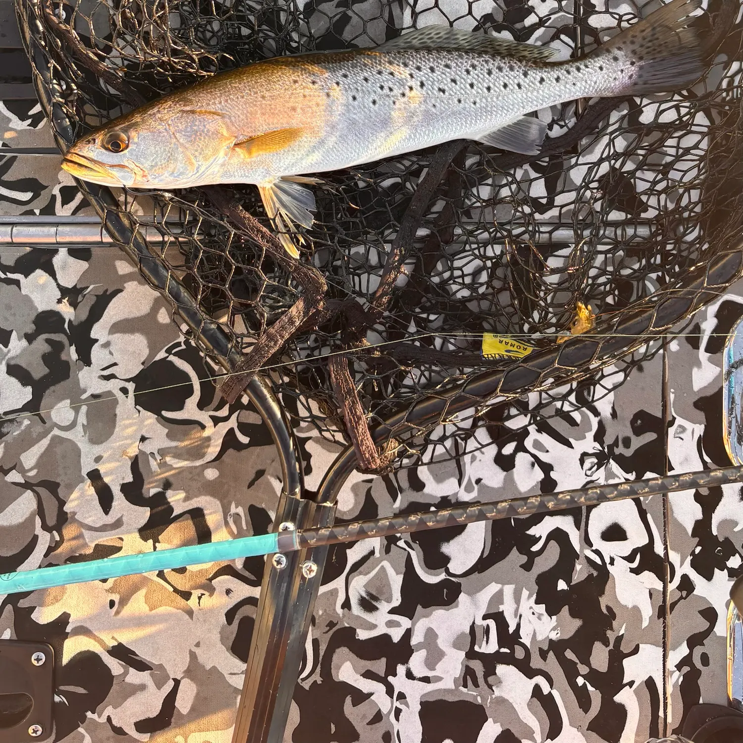 The most recent Spotted seatrout catches on Fishbrain