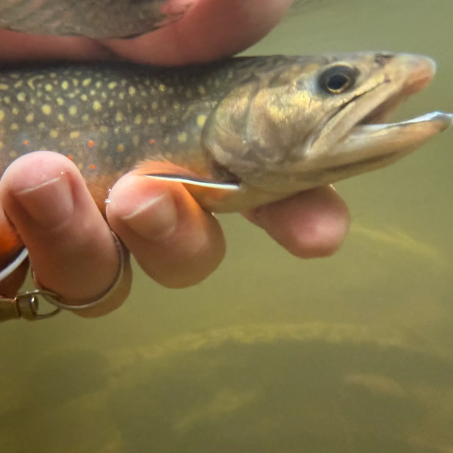 Brook trout caught on Fishbrain