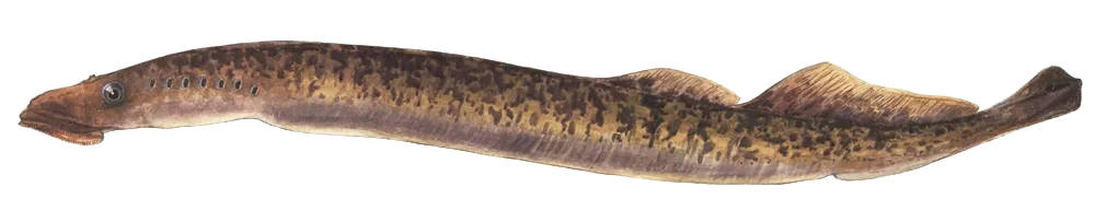 Sea lamprey