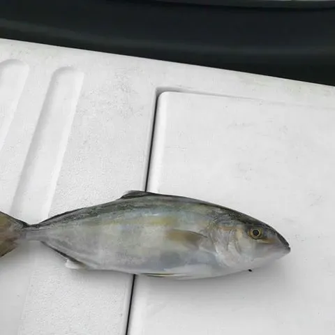 Banded Rudderfish caught on Fishbrain