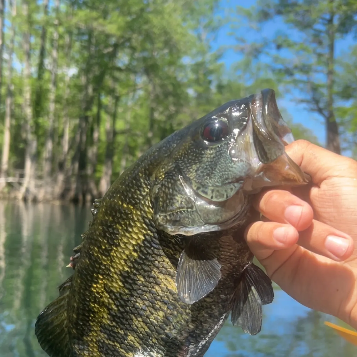 most liked catch image