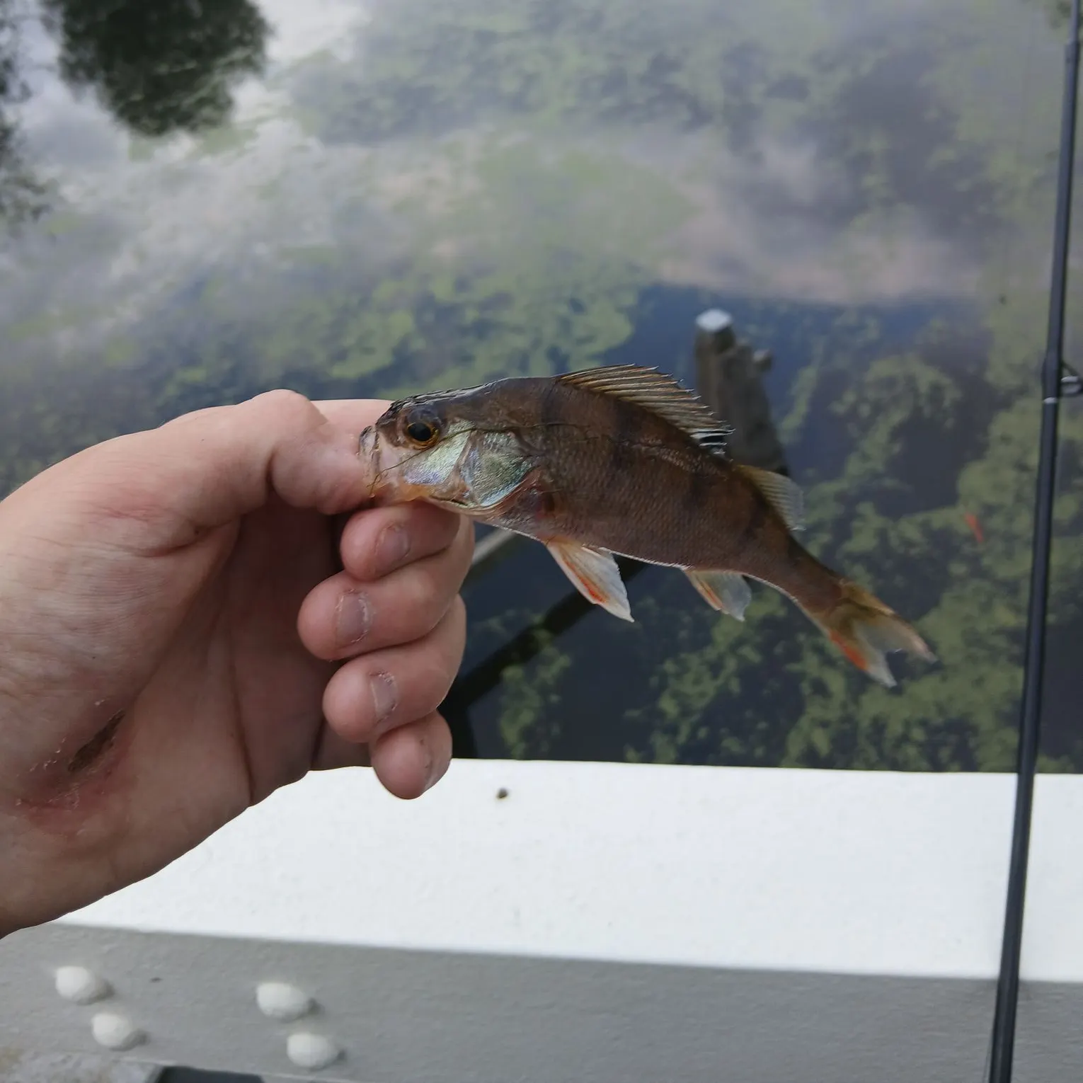 European perch caught on Fishbrain