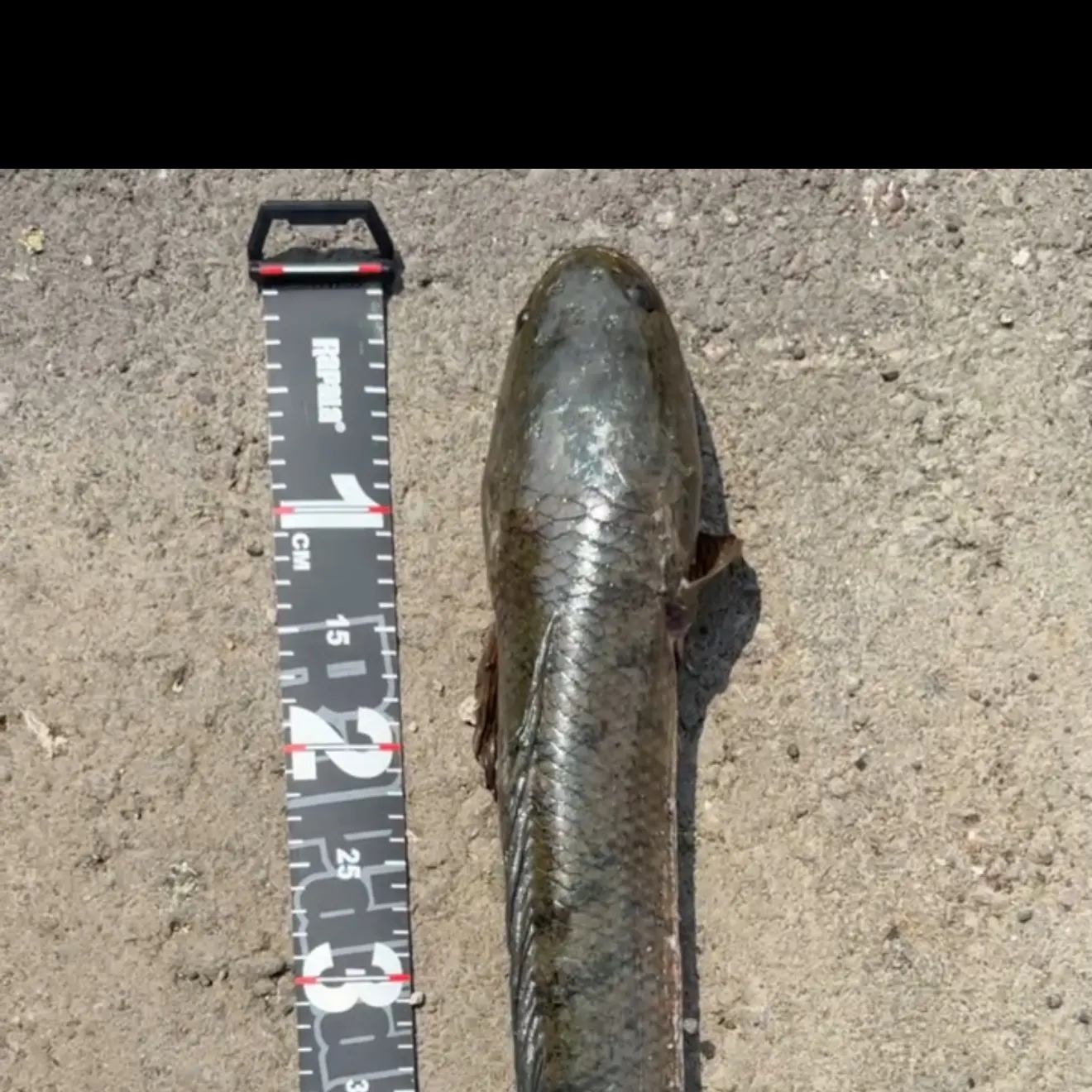 The most recent Striped snakehead catches on Fishbrain