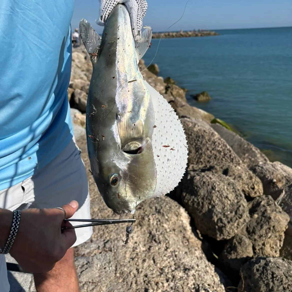 The most recent Smooth puffer catches on Fishbrain