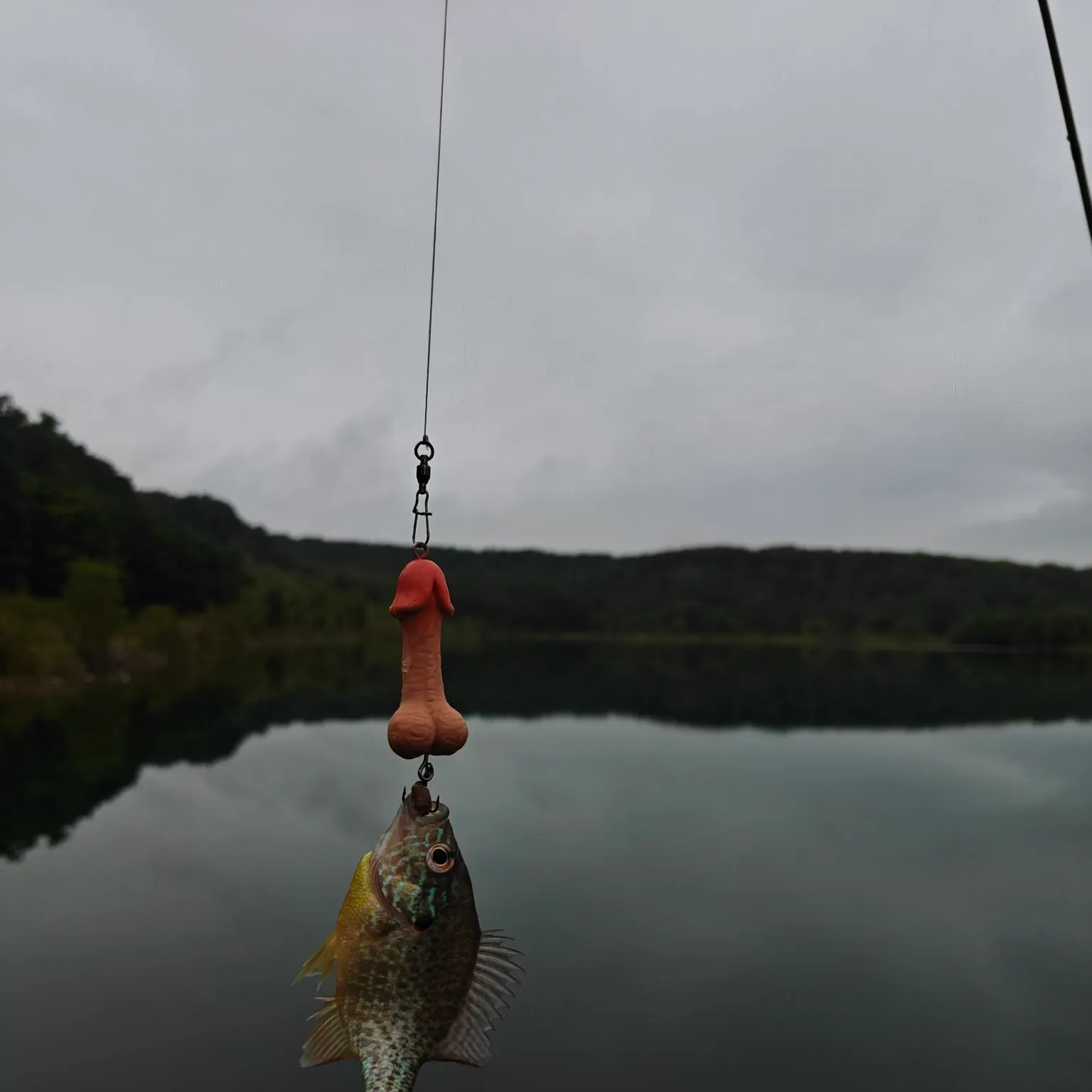 Pumpkinseed caught on Fishbrain