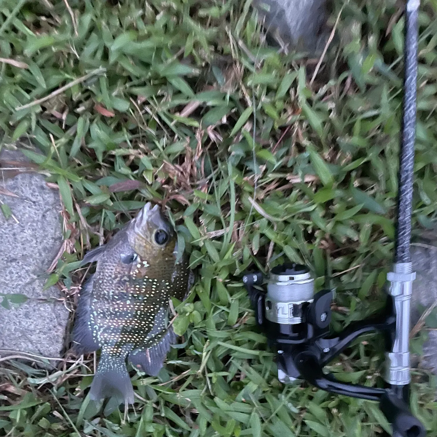 Pearlspot caught on Fishbrain