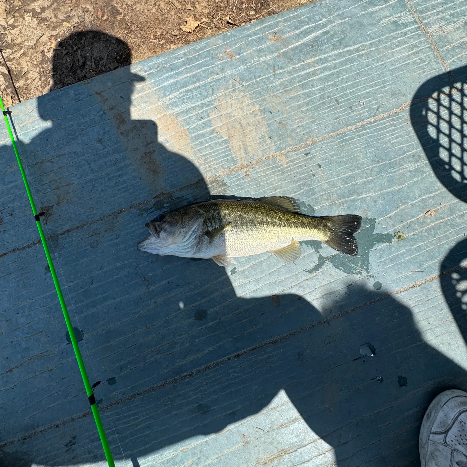 angler catch